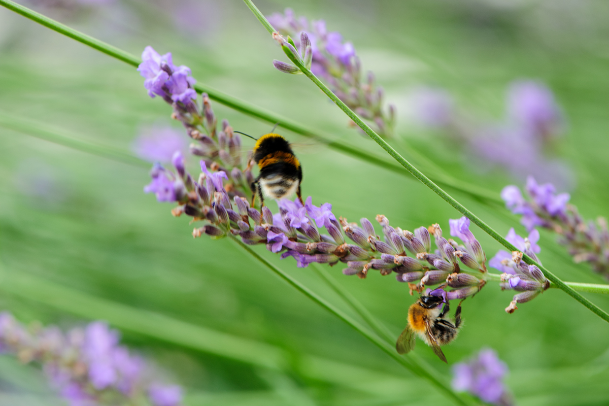 June (credits: Monika Grünwald)